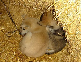 Andorra Puppies
