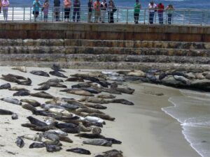 Seals basking in the sun are popular with tourists