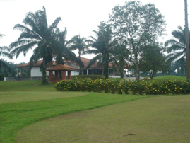 House with Palm Trees