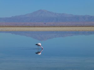Flamingo Bird Lake