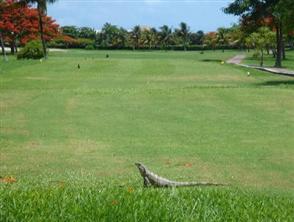 Iberostar