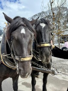 Horses in Zürich