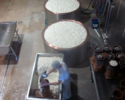 Vats of Cheese Being Mixed